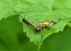 Dolomedes sp.